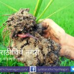 benefits of Earthworm and Earthworm compost article by krushisamarpan