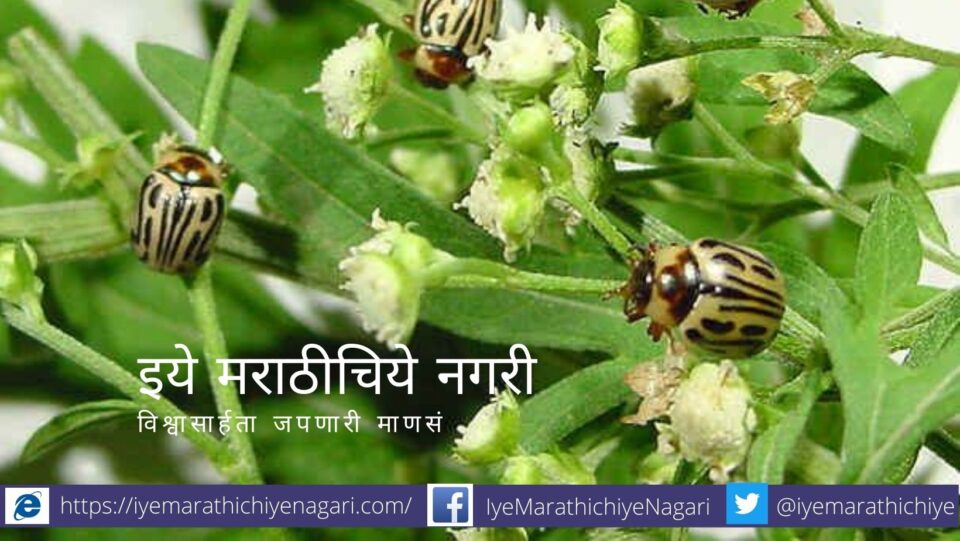 biological method to control carrot grass article by Krushisamrpan