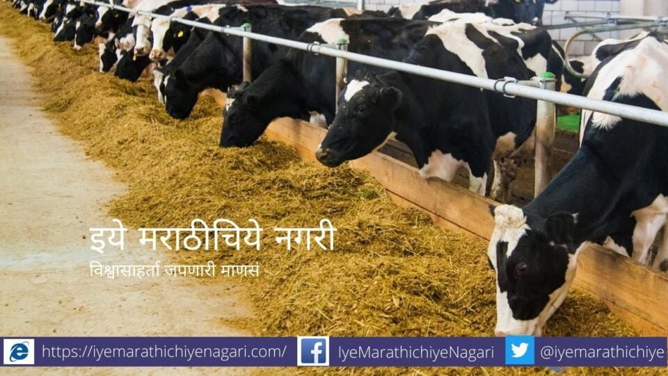 full-mixed-food-leads-to-nutrition-milk-growth article by Krushisamarpan