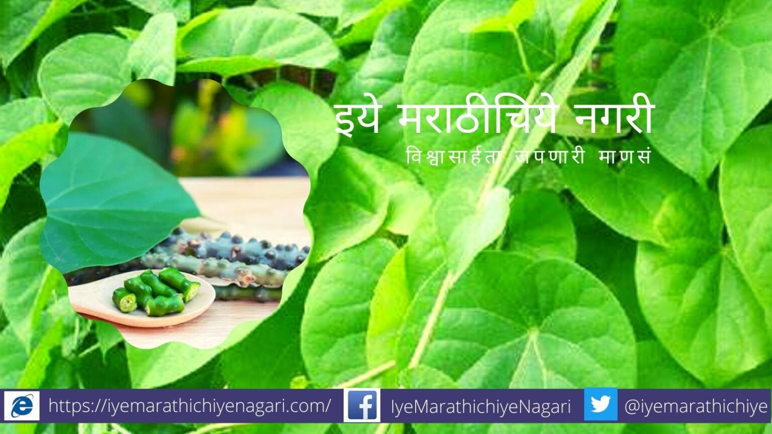 gulvel-medicinal-plant-not-posions-ayush-parlment says