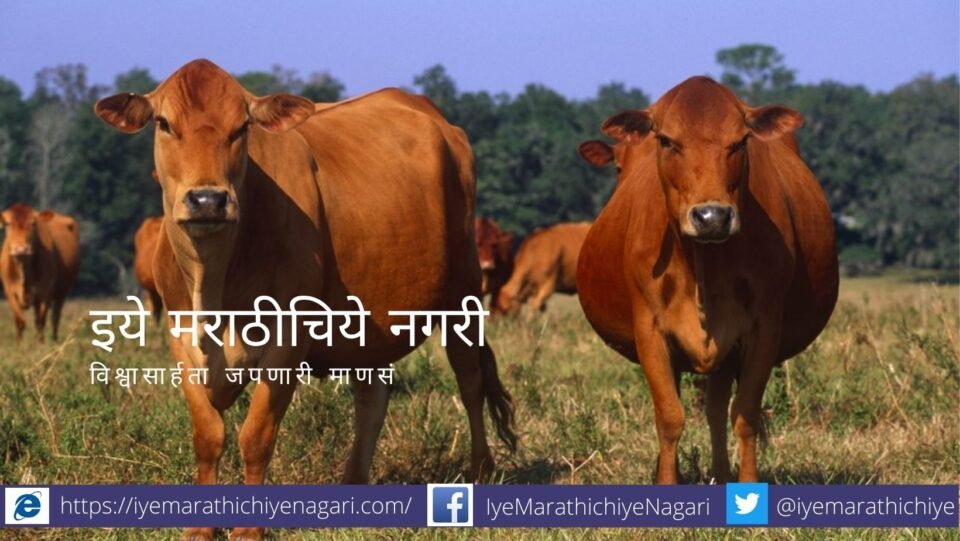 urine-content-in-cow-in-different-stages