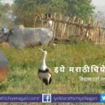 Birds Found in Fields in Vidharbha Region Research article