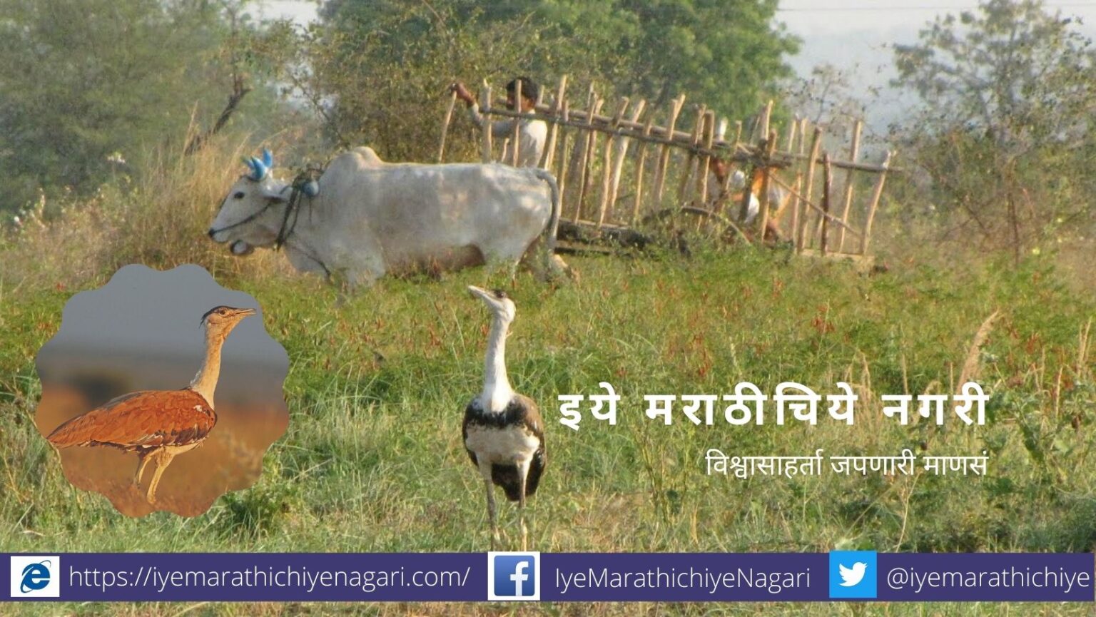 Birds Found in Fields in Vidharbha Region Research article