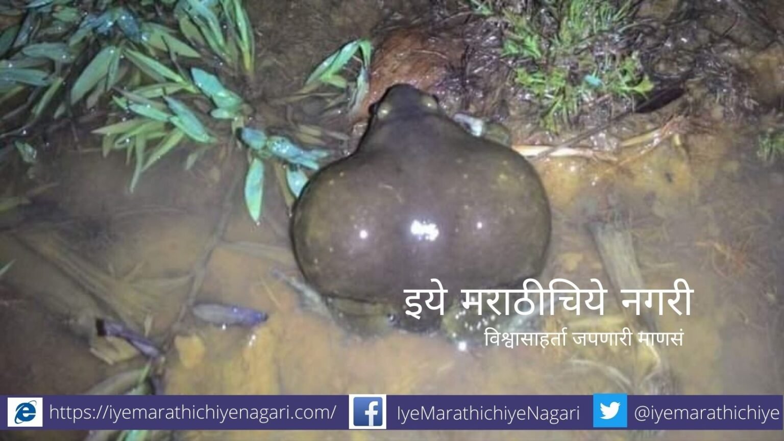 Frog Conservation by Mangesh Mangaonkar in Sidhudurg District