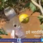 Viral Video Simple Technique of Havesting of fruit