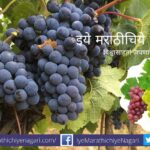 precaution taken in summer in grape crop article by Krushisamrpan