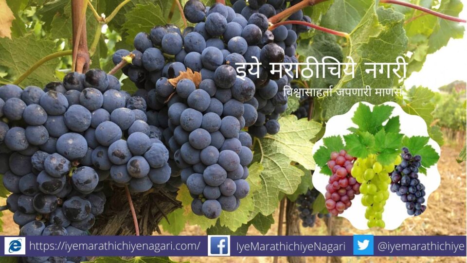 precaution taken in summer in grape crop article by Krushisamrpan