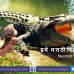 Be careful The crocodile breeding season has started