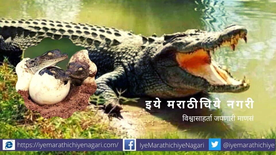 Be careful The crocodile breeding season has started
