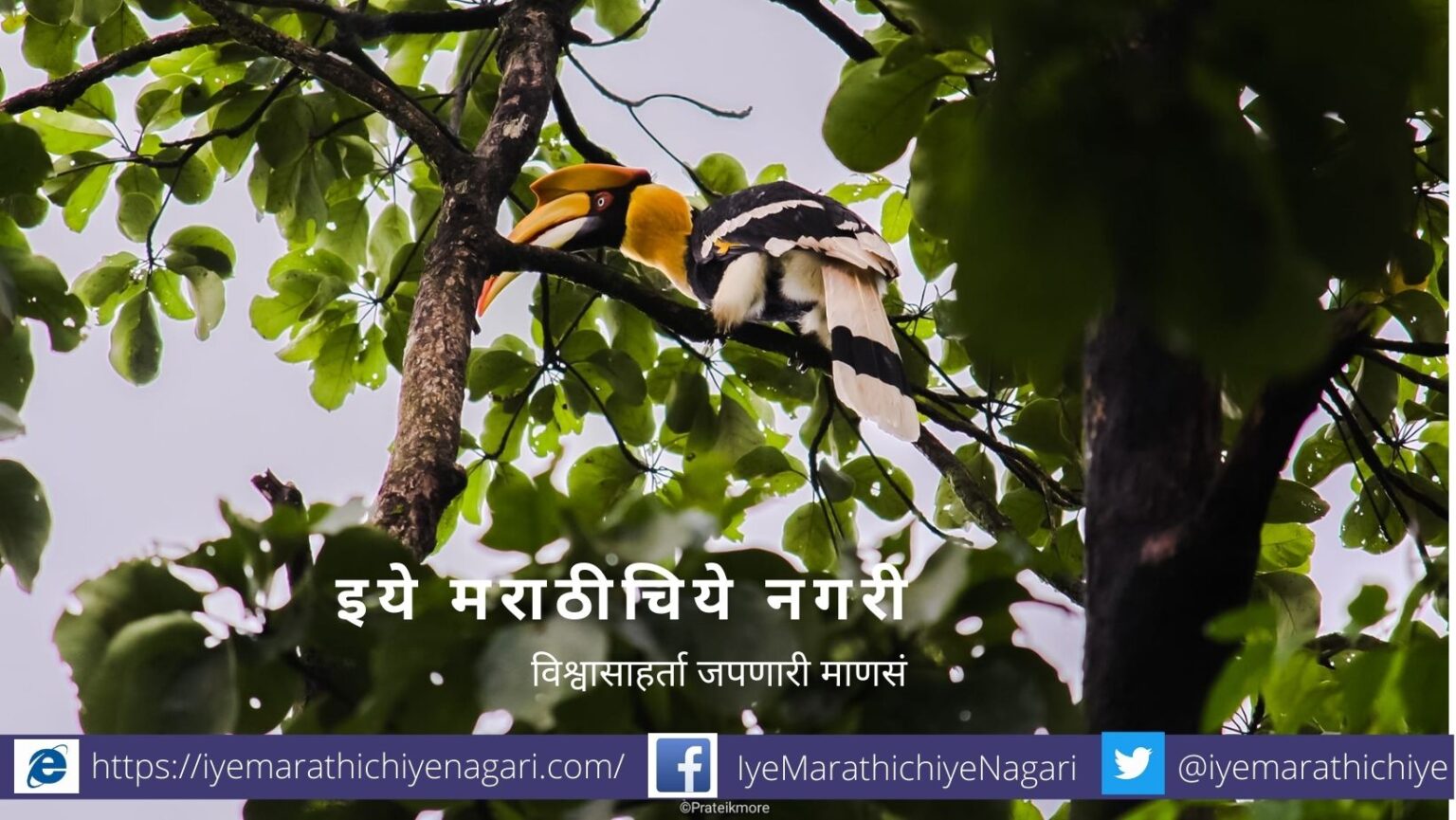 Behada Terminliya belirika tree article by Pratik More