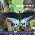 Blue Mormon seen in Khet ratnagiri article by Dheeraj watekar