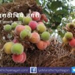 Ficus tree article by Ajitkumar Patil