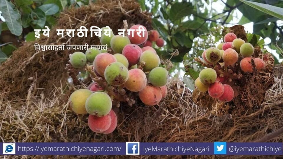 Ficus tree article by Ajitkumar Patil