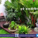 Garden palnt care in summer smita patil advice