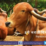 Reduction in Number of Livestock article by Rajendra Ghorpade