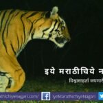 Tiger trapped in camera in Radhanagari Santury forest