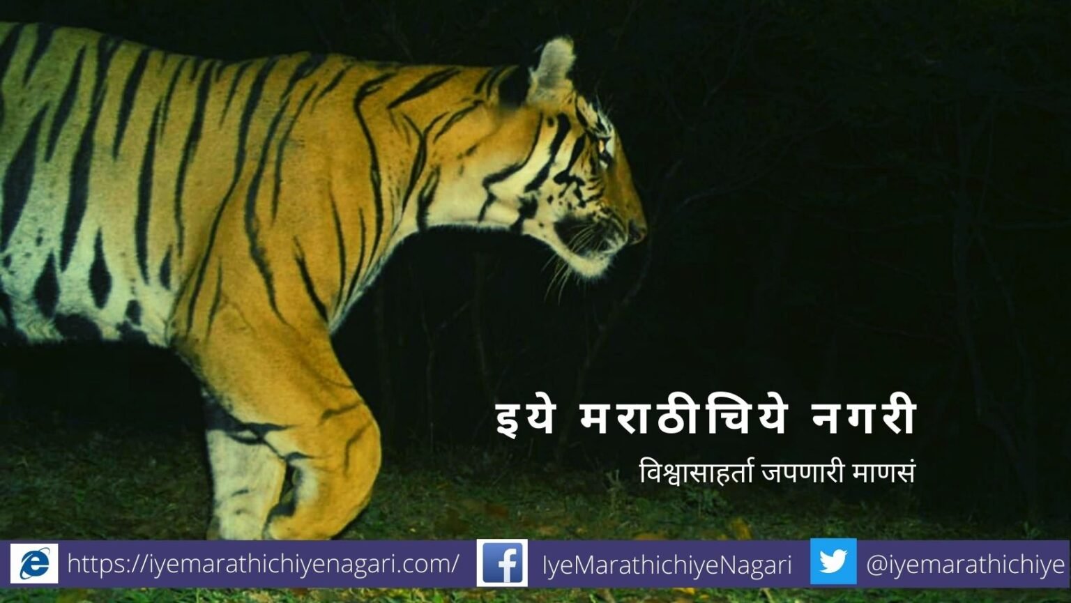 Tiger trapped in camera in Radhanagari Santury forest