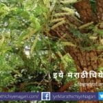 tree Senegalia catechu article by Dr V N Shinde