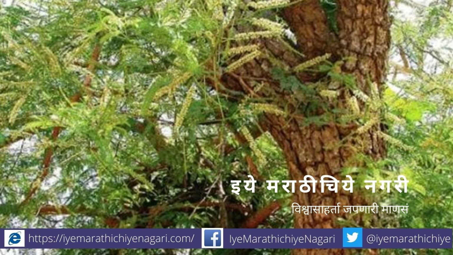 tree Senegalia catechu article by Dr V N Shinde