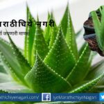 Aloe Vera plantation tips by Smita patil