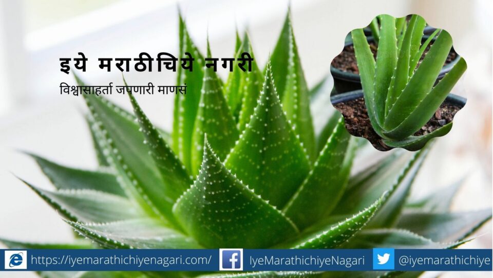 Aloe Vera plantation tips by Smita patil