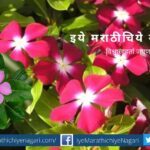 Catharanthus Roseus Sadaphuli plant care tips by smita patil