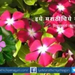 Catharanthus Roseus Sadaphuli plant care tips by smita patil