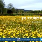 Chrysanthemum Shevanti flower plantation article by Krushisamrpan