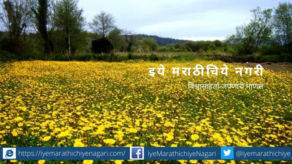 Chrysanthemum Shevanti flower plantation article by Krushisamrpan