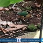 Indian Pitta seen in Khed Chiplun
