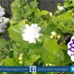 Tips to Grow Mogra Flower Plant by Smita Patil