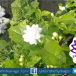 Tips to Grow Mogra Flower Plant by Smita Patil