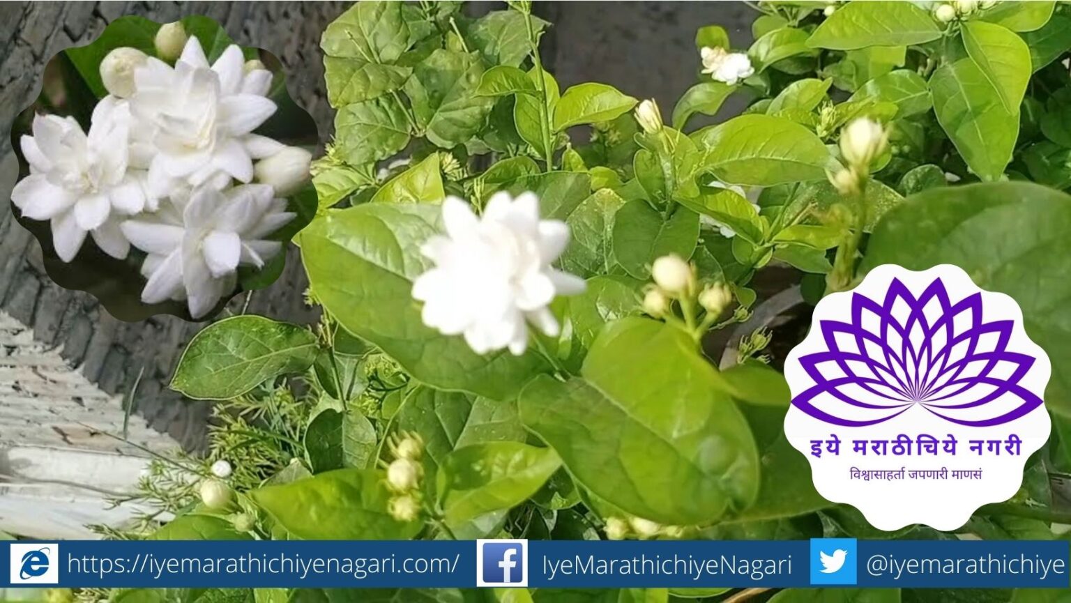 Tips to Grow Mogra Flower Plant by Smita Patil