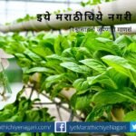 goverment encourage to export of Tissue culture plants