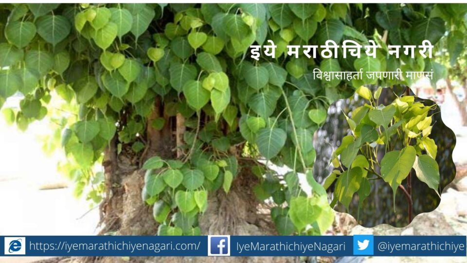 Ficus Pimple Tree controls pests in Field Prof Uttam Sahane article