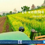 Green manure crop jute and dhencha