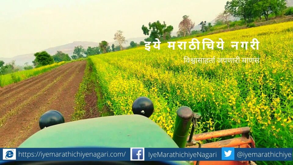 Green manure crop jute and dhencha