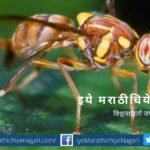 control-fruit-fly-article-by-uttam-sahane