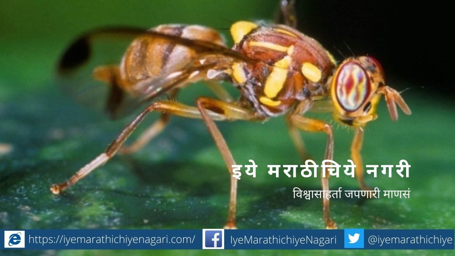 control-fruit-fly-article-by-uttam-sahane