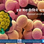 what-is-trichoderma-article-by-uttam-sahane