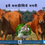 Domestric Cow for Family Health article by rajendra ghorpade