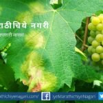 Downey Mildew on Grape Crop Control measure