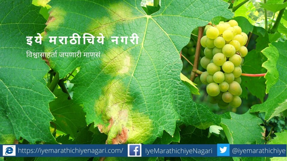 Downey Mildew on Grape Crop Control measure