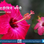 Hibiscus flower and plant care tips