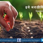 In order to get a good yield, sowing should be in the field