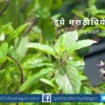 Need of Conservation of Tulsi for Biodiversity