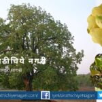 Pranpoli made form moha Vidharabha Kitchen Tradition