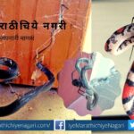 Spider eats snake research article