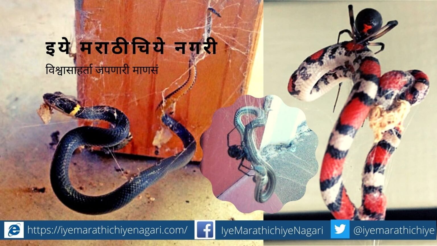 Spider eats snake research article