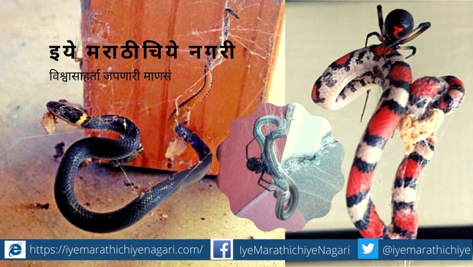 Spider eats snake research article